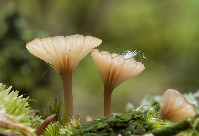 Lichenomphalia umbellifera